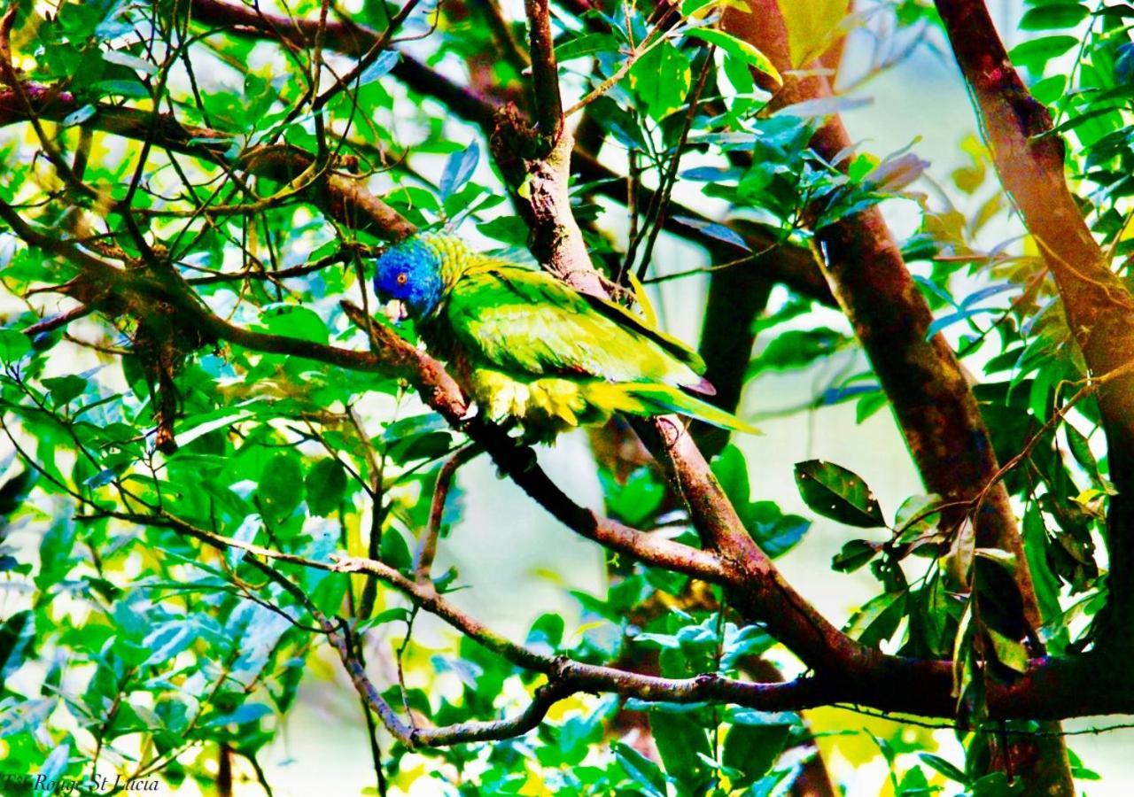 Tet Rouge Resort Soufrière Buitenkant foto