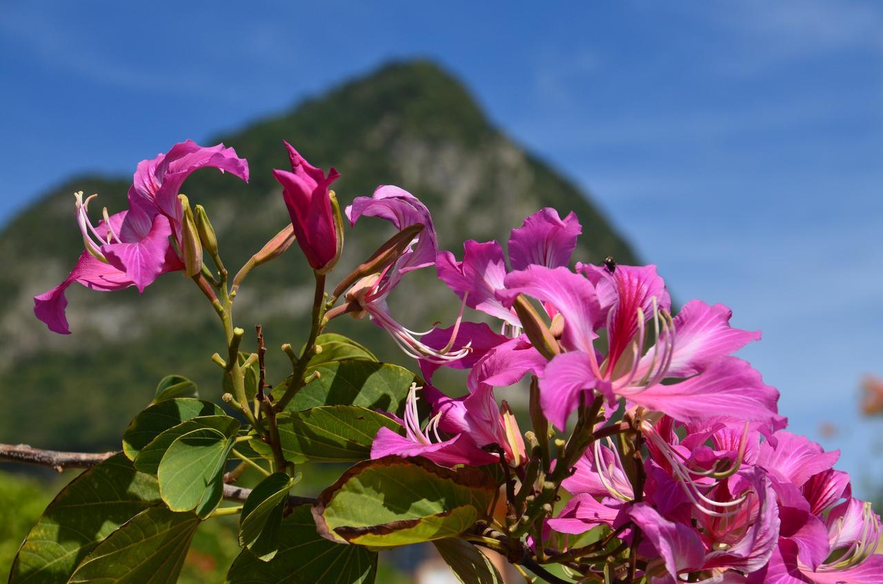 Tet Rouge Resort Soufrière Buitenkant foto